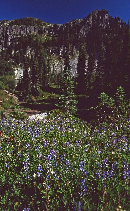 1998-07 Tolmie Pk Mt Rainier NP 06.jpg